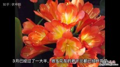 君子兰的花开败怎么处理