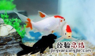 鱼类放养的方法 鱼类的放养规格