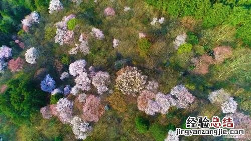 九江适合养什么花，市花和市树是什么