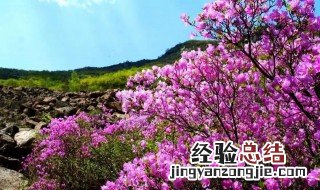 喇叭沟门高山杜鹃 喇叭沟门杜鹃花什么时候开