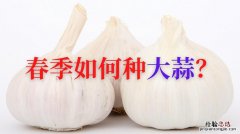 什么时间种大蒜