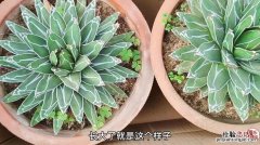 孕妇可以在室内养多肉植物黑王子吗？