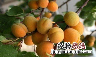 杏子的作用和功效 杏子的四大功效介绍