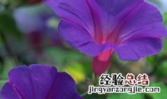 盆栽牵牛花的养殖方法 牵牛花的栽培养护方法