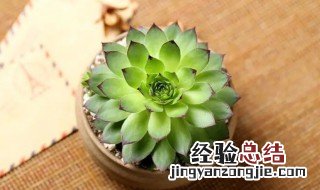 盆栽观音莲有什么养殖方法 怎样种植观音莲