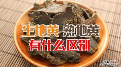 生地黄与熟地黄有何区别