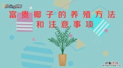 富贵椰子怎么施肥