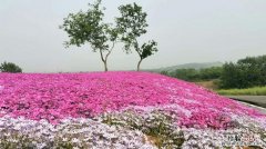 芝樱怎么播种