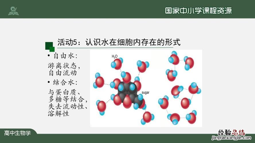 胞吞胞吐的特点是什么