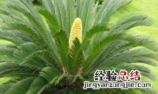 铁树开花的方法 铁树如何养护