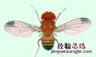防果蝇最佳方法 最佳防果蝇方法