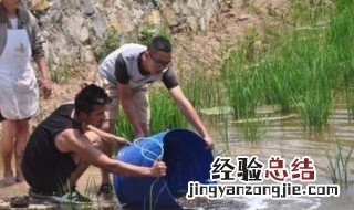 稻田如何养殖泥鳅 稻田如何养殖泥鳅视频