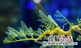 海龙自动保存 海龙储存方法