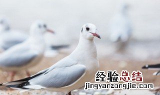 炖鸽子焯水多久 炖鸽子焯水多久合适