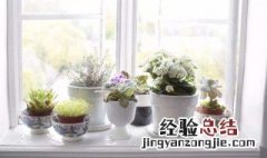 卧室里放什么植物比较好 卧室里植物如何选择