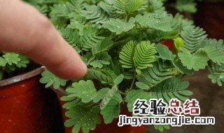 养含羞草要注意什么