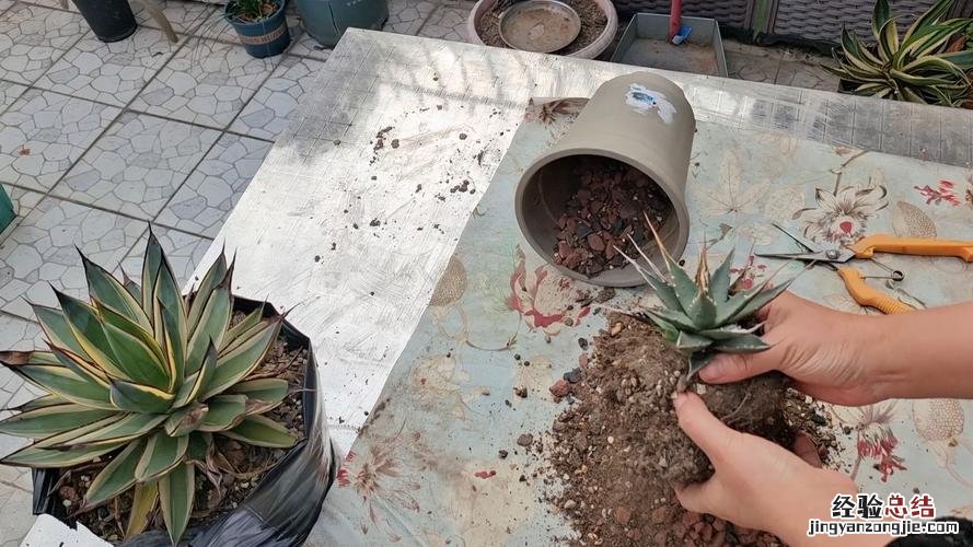 龙舌兰用什么土