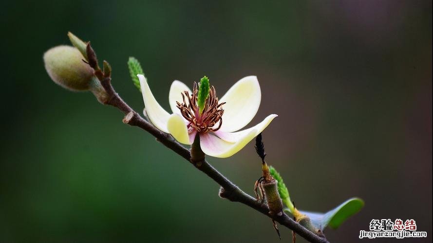 含笑花干枯是什么原因