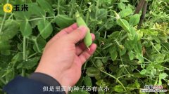 荷兰豆和豌豆的区别