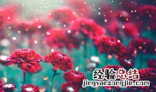 鲜花保存方法小妙招 这些方法都很靠谱