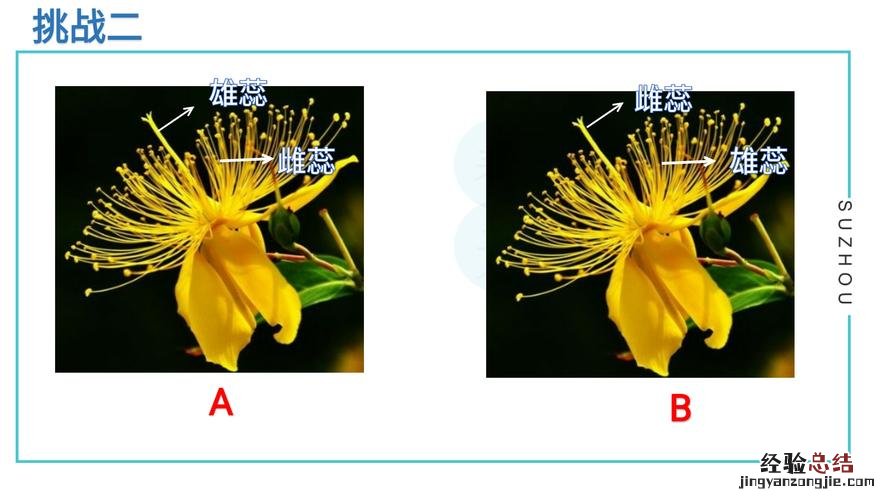 雌蕊和雄蕊的区别