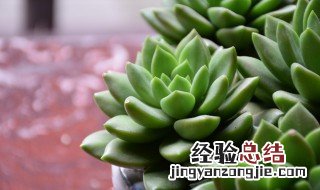 多肉植物培养水的方法 多肉植物培养水的方法和方法