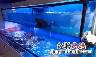 海鲈鱼怎么养 鱼缸里的海鲈鱼养殖方法