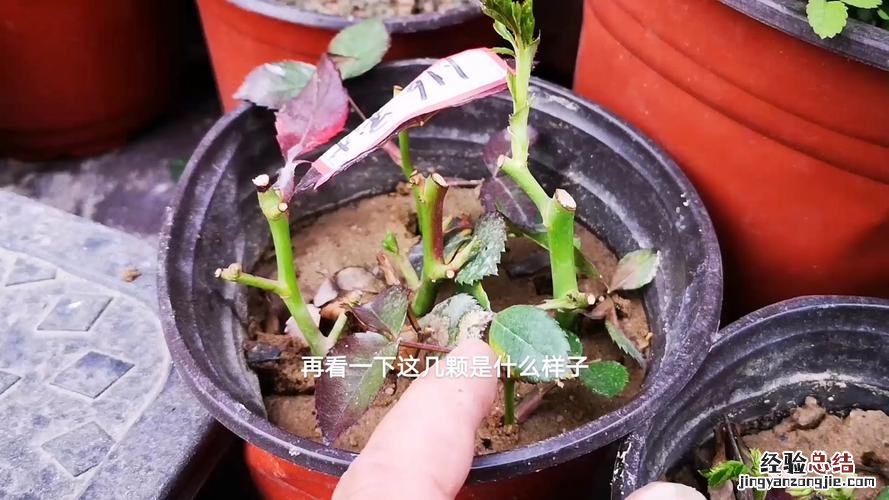 阳台如何养蔷薇花,需要注意什么