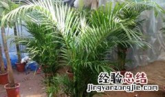 夏天养什么绿植比较好室内 什么绿植适合夏天在室内养