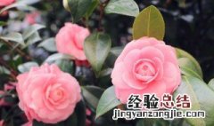 茶花的养殖方法家里如何养好茶花 如何养好茶花