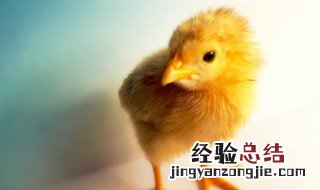 小鸡怎样喂养 刚买回的小鸡怎样喂养