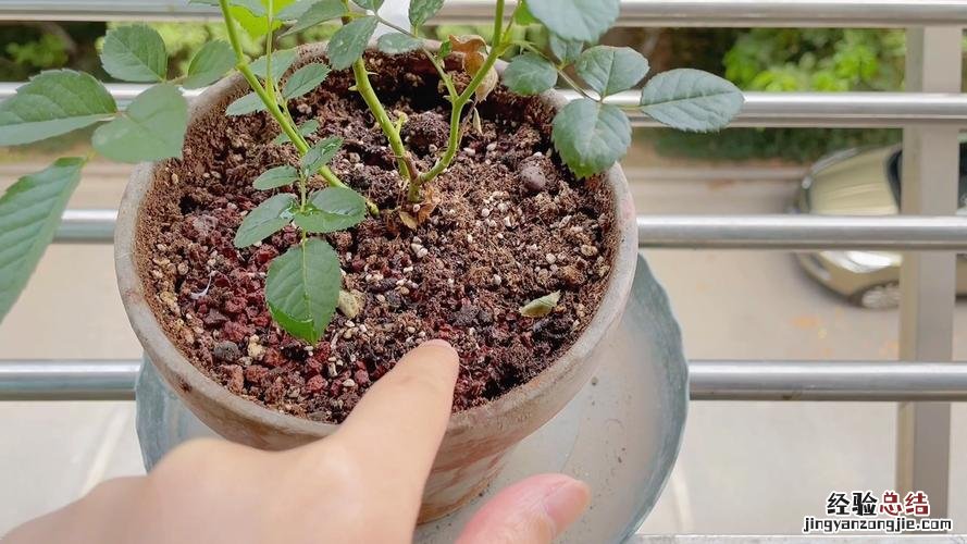 怎么让月季牙签苗快速长大，牙签苗如何过冬