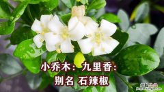 九里香幼苗要养几年才开花