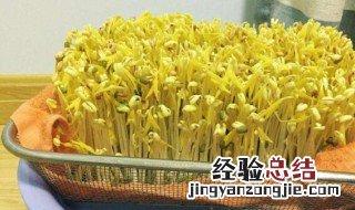 绿豆怎么养豆芽 如何养出绿豆芽