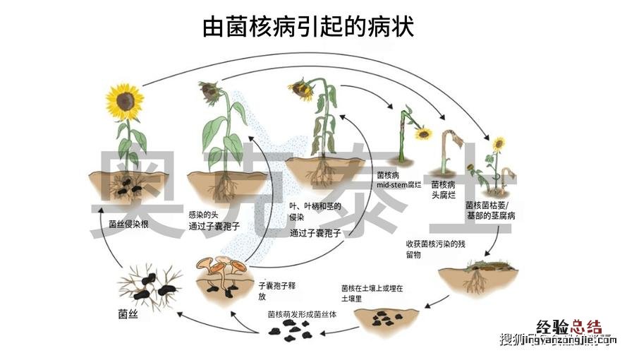 向日葵菌核病防治办法