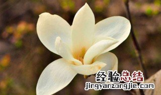 白玉兰花应该怎样养 白玉兰花应该怎样养护