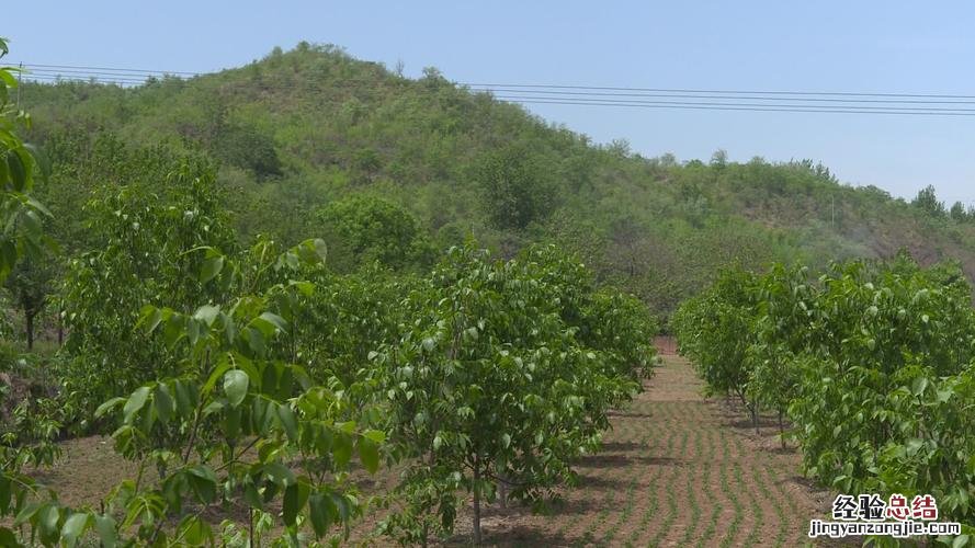 山地种植什么赚钱