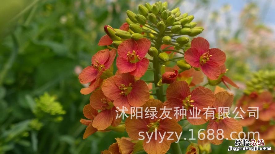 油菜种子怎么种