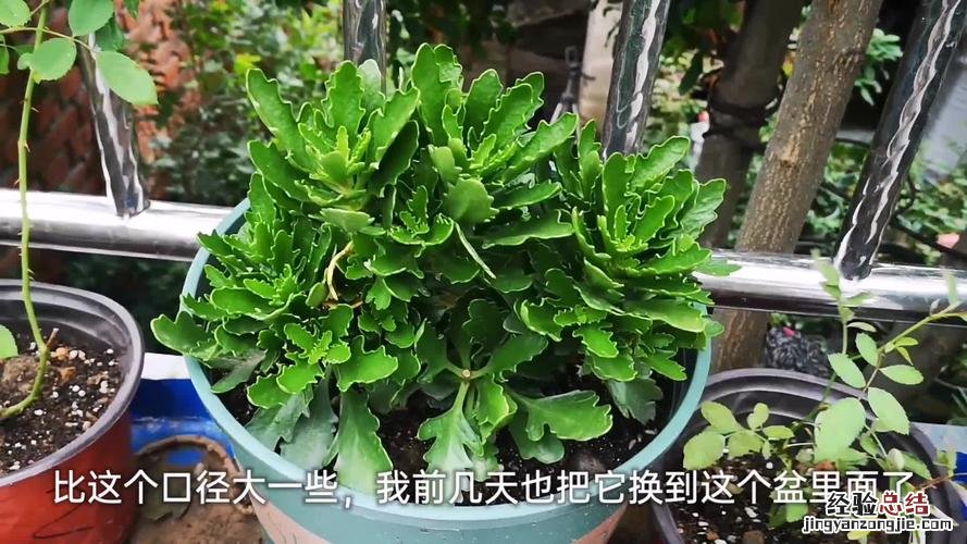 别再买肥料了,这些厨房垃圾拿来养花,疯长管不住!