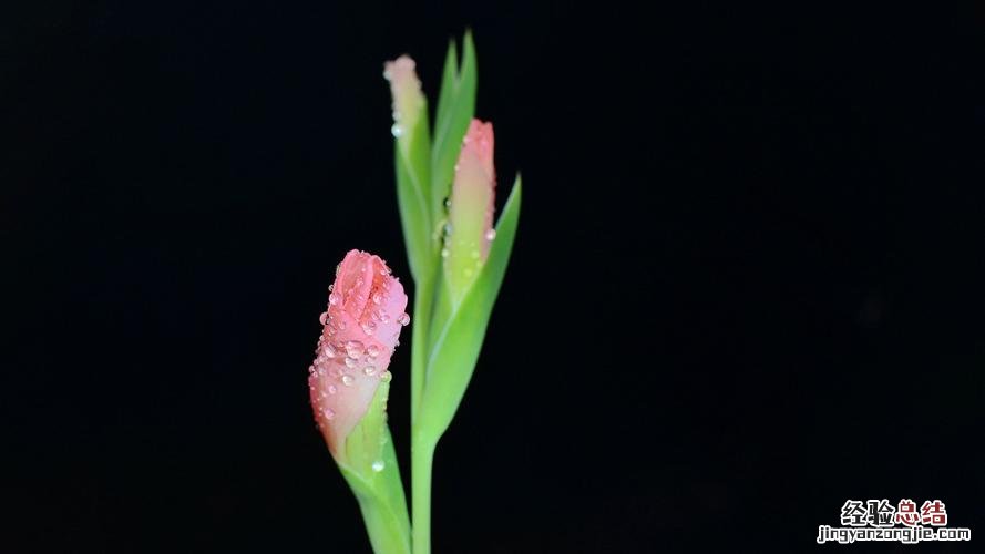 新买的唐菖蒲怎么养