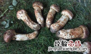 新鲜松茸怎么保存 可以放多少时间