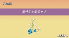 风铃花的养殖方法是什么