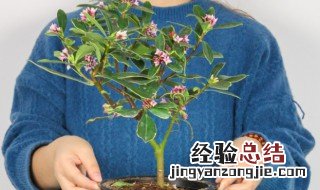 瑞香花怎么养及注意事项 瑞香花该如何养