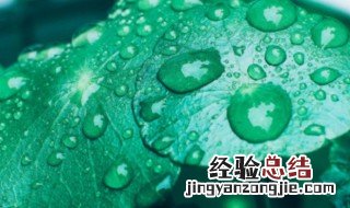 铜钱草的养殖方法和风水 铜钱草怎样养殖最好