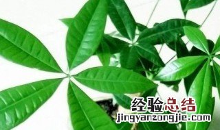 发财树用啤酒养才茂盛穿心莲 发财树用啤酒养才茂盛