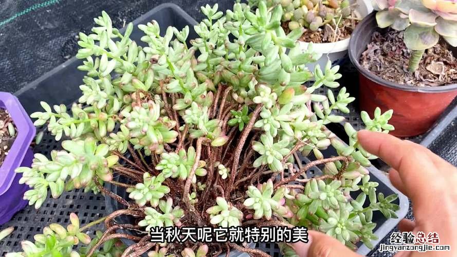 多肉徒长怎么办