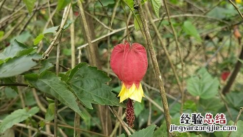 灯笼花需要什么生长环境