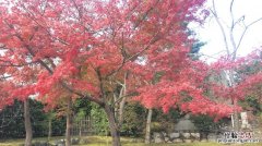 日本红枫苗日本红枫树的种植方法