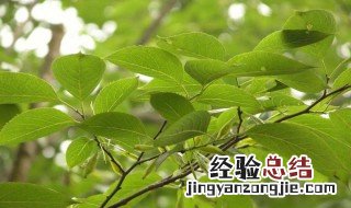 杜仲的种植技术方法 杜仲如何种植