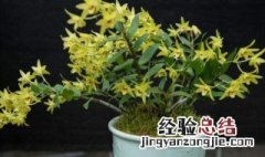 石斛怎么种植方法 石斛怎么种植好